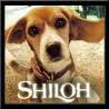 /album/shiloh-images/shiloh-image-name-jpg1/